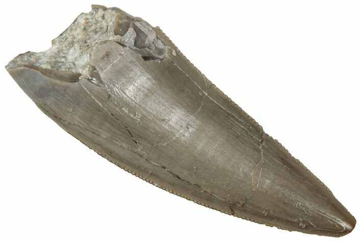 Serrated, Triassic Reptile (Postosuchus?) Tooth - Arizona #321058